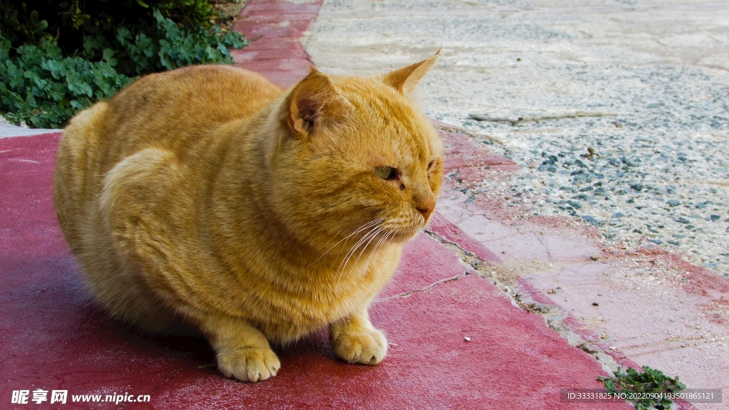 猫