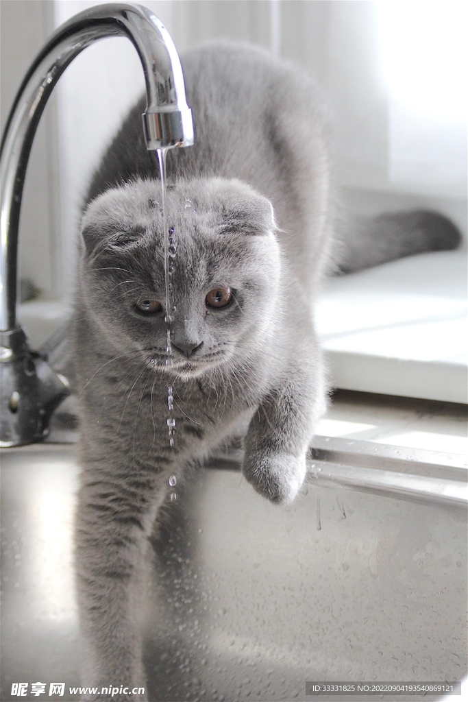 猫