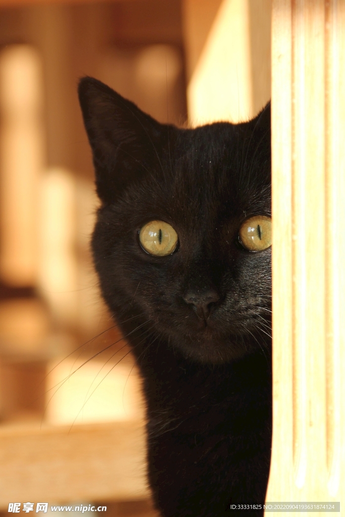 猫
