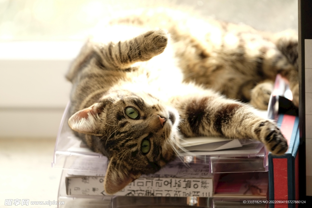 猫
