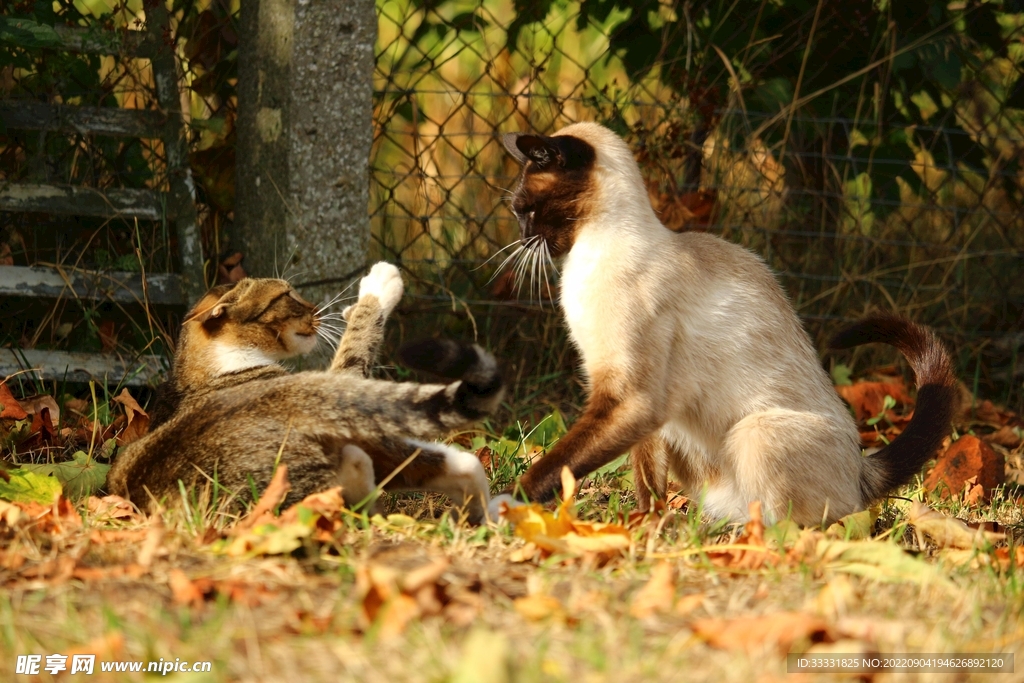 猫