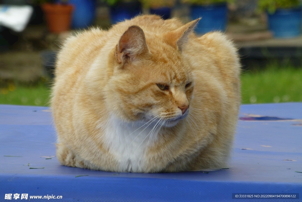 猫