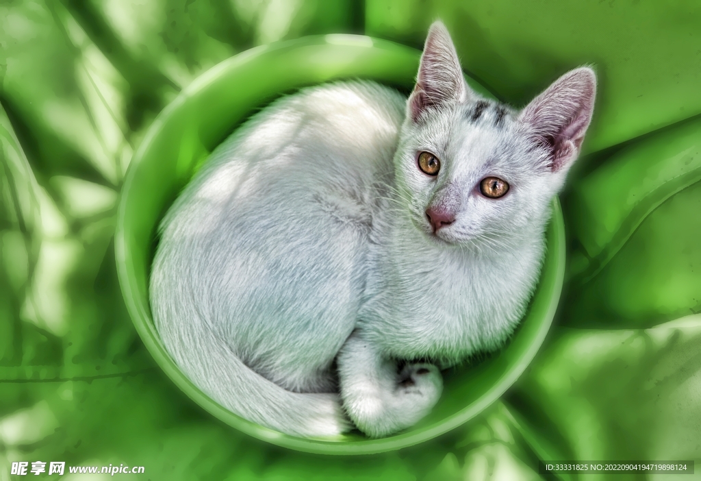 猫