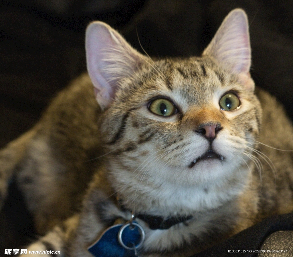 猫