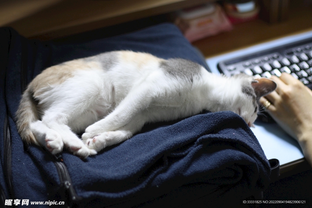 猫