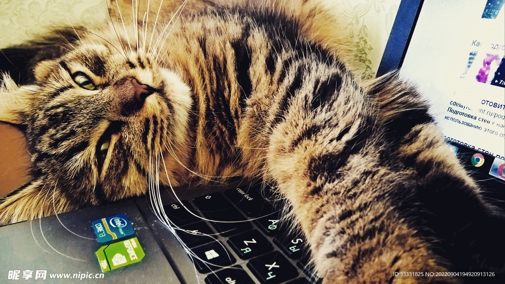 猫