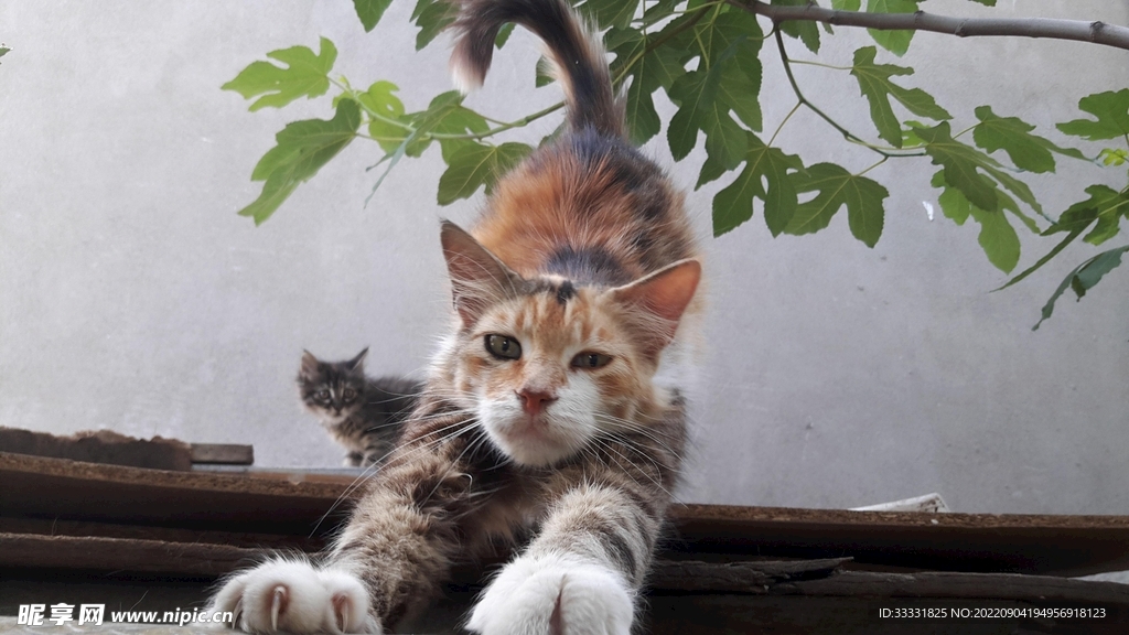 猫