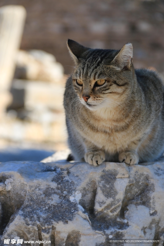 猫