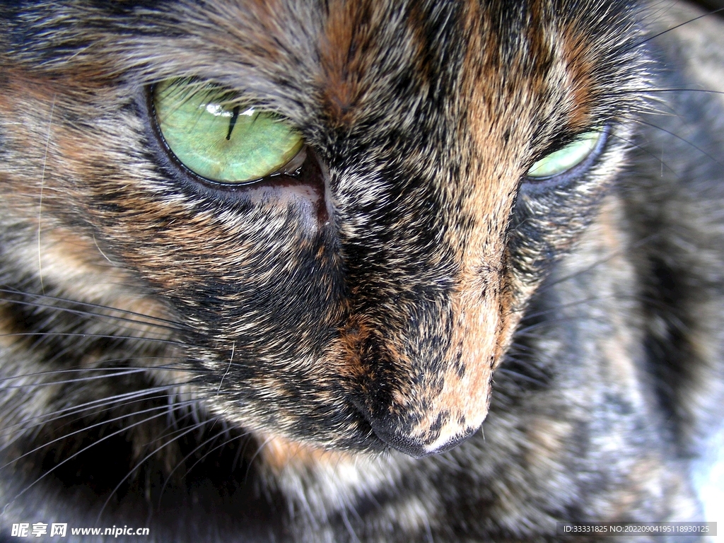 猫