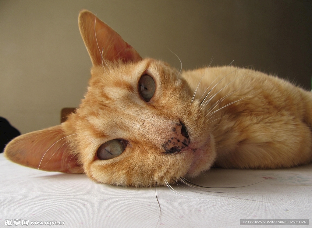 猫