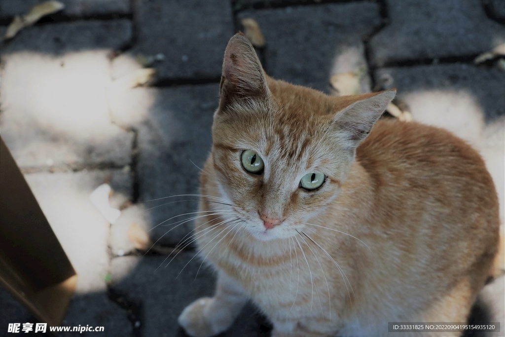 猫