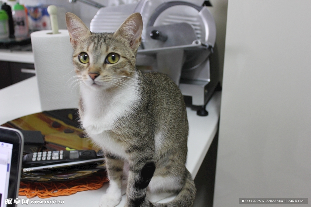 猫