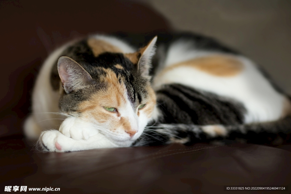 猫