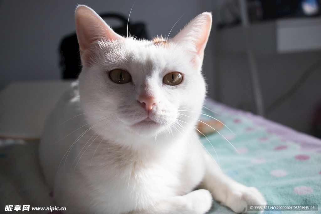 猫