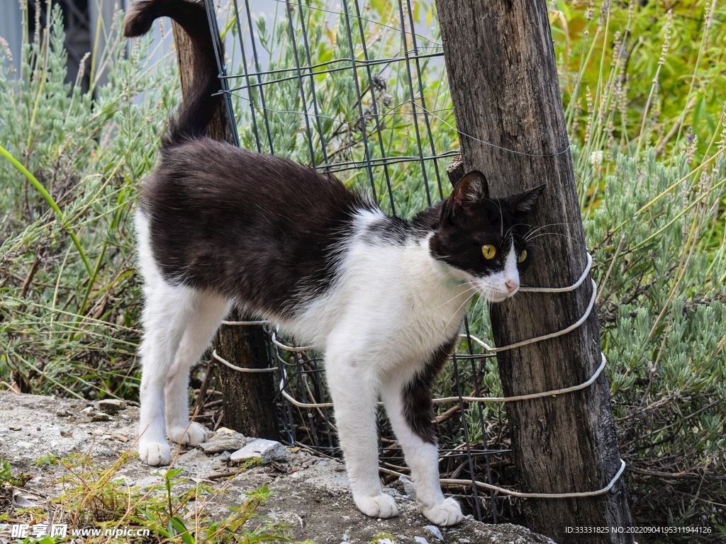 猫