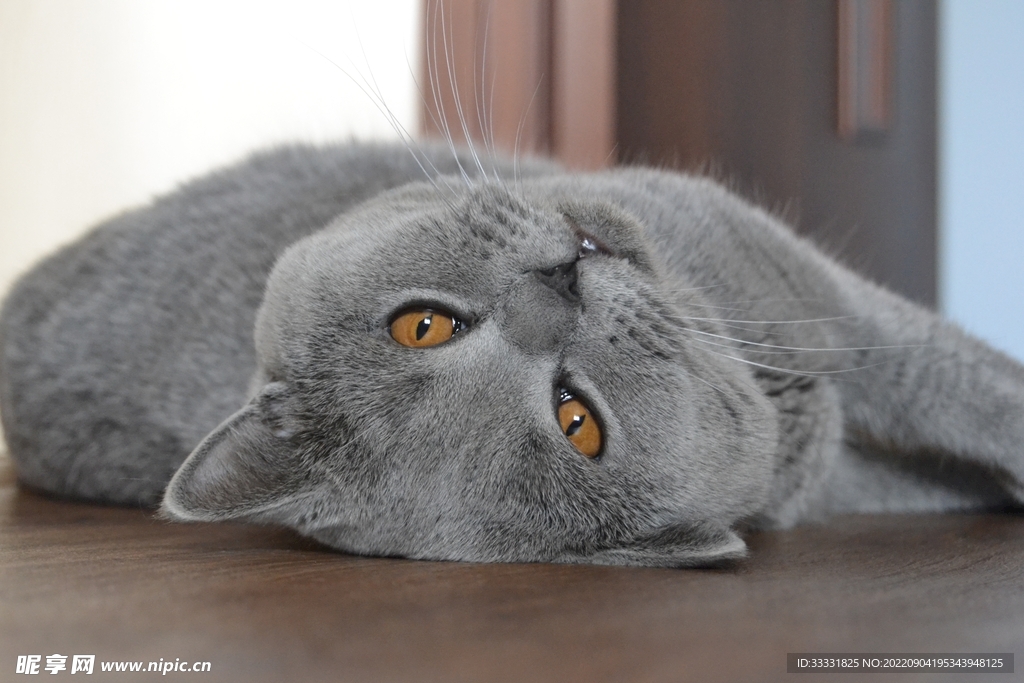 猫