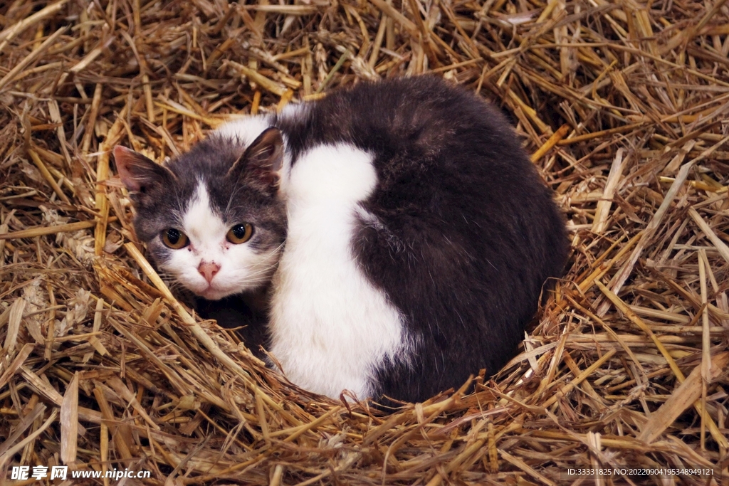 猫