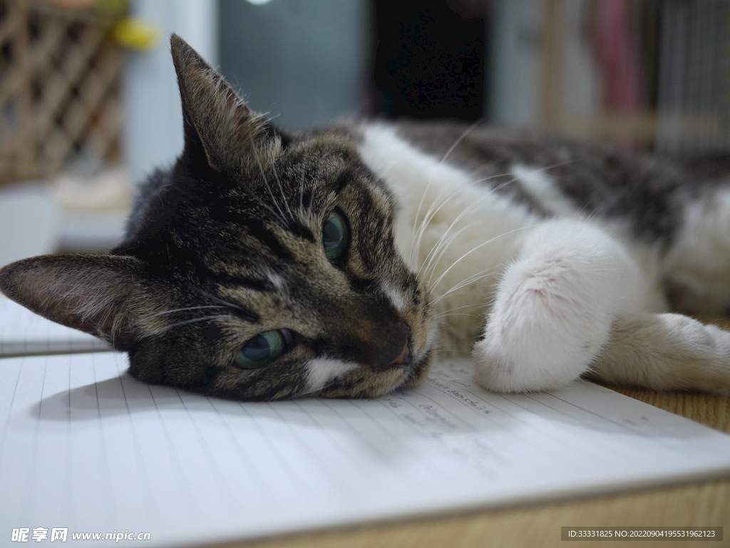 猫