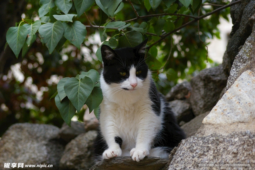 猫