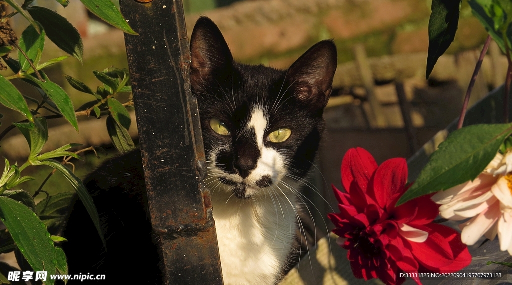 猫