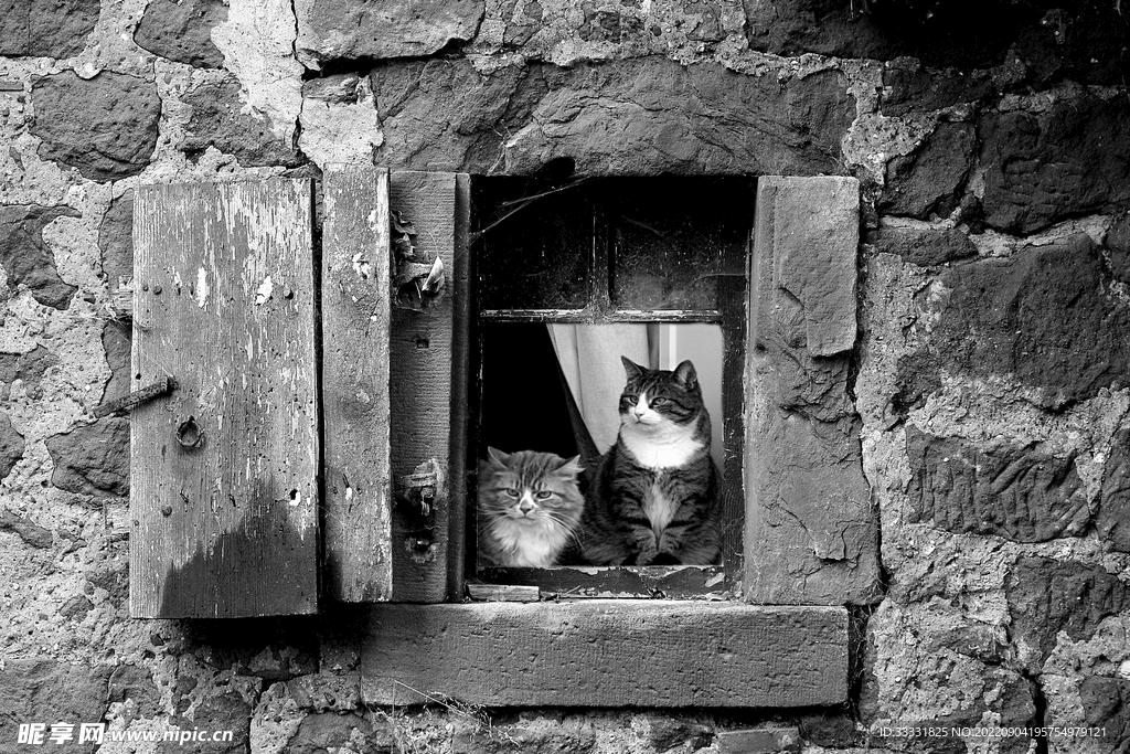 猫