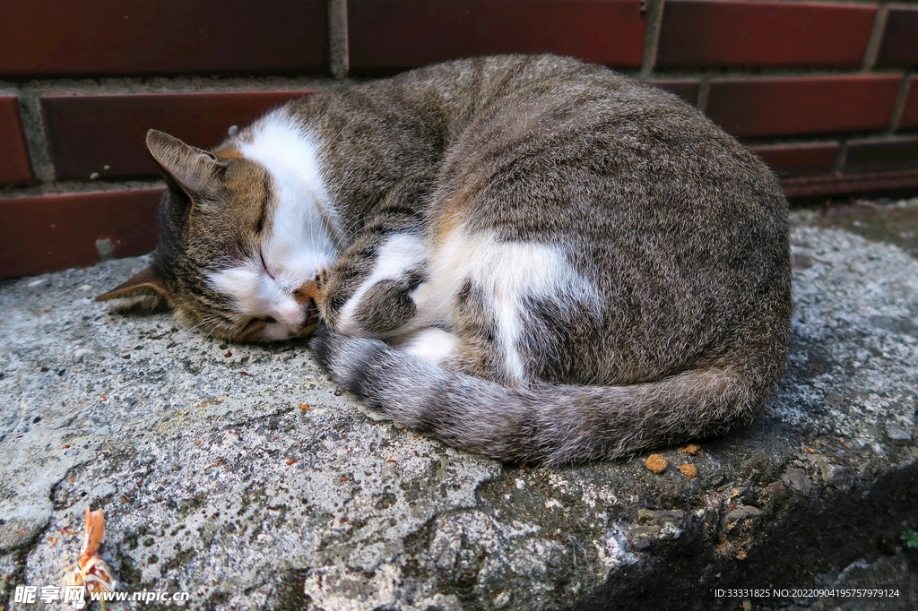 猫