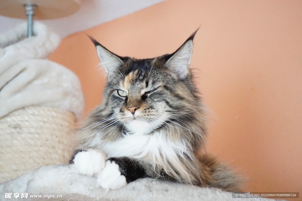 猫