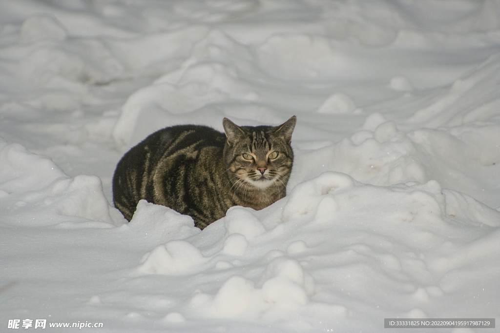 猫