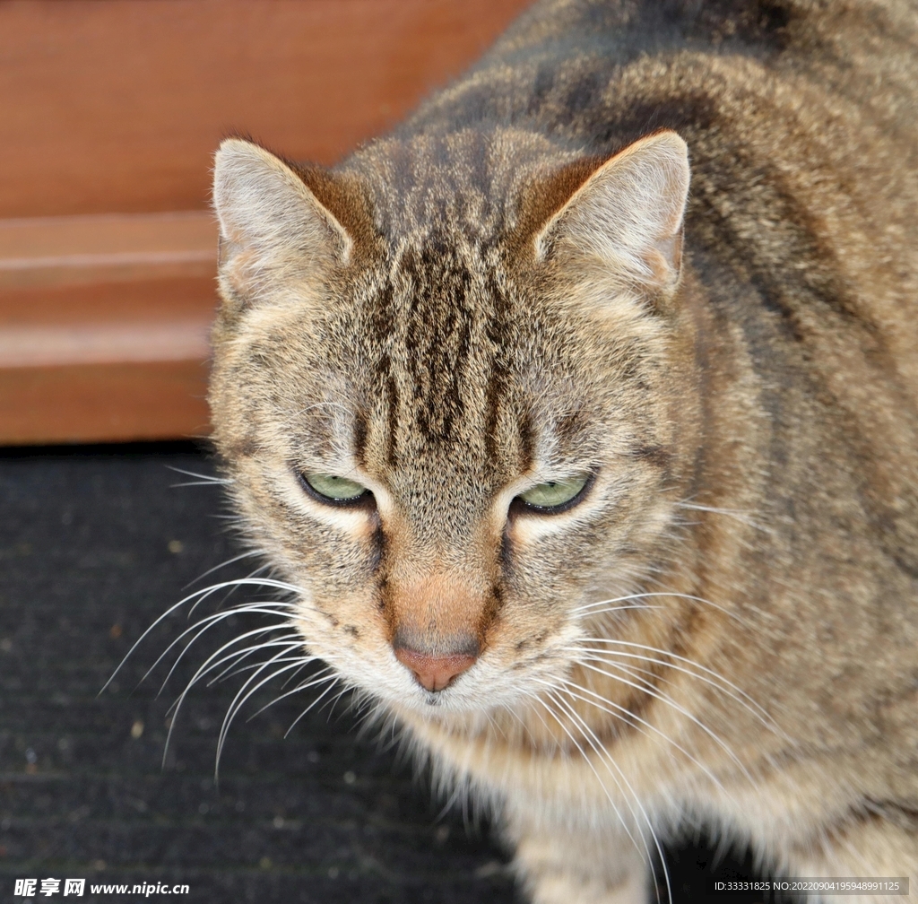 猫