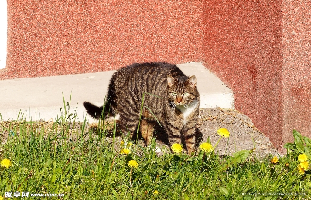 猫