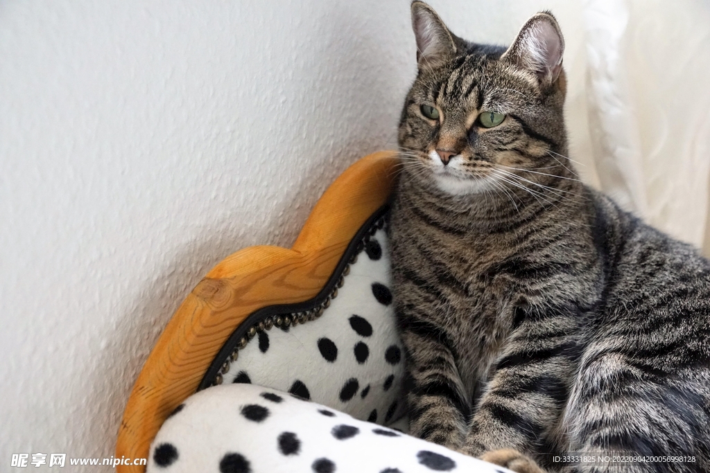 猫