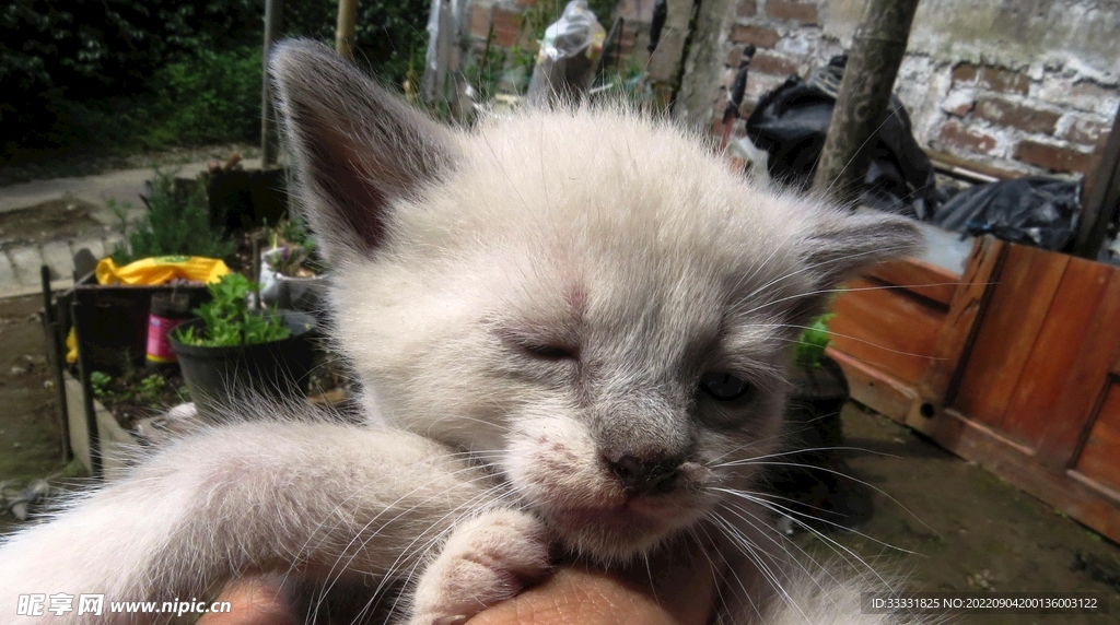 猫
