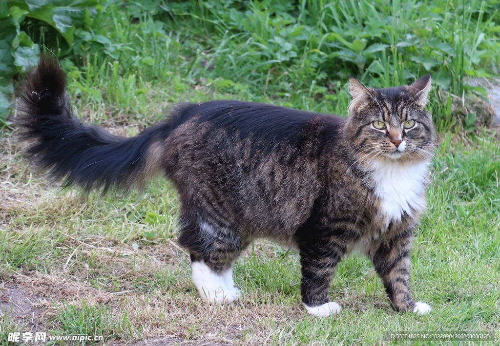 猫