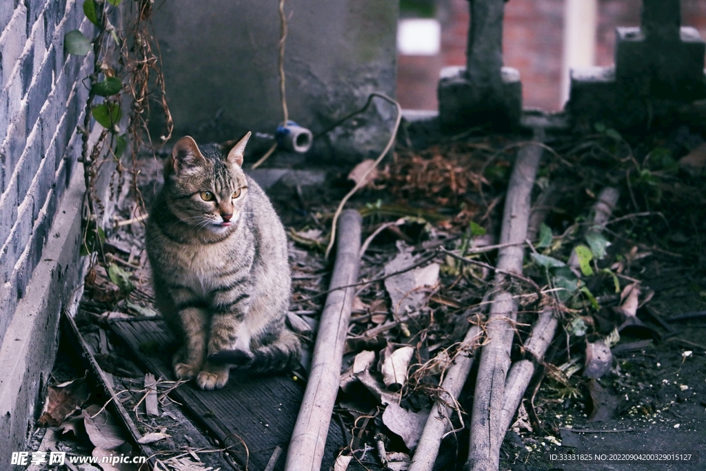 猫