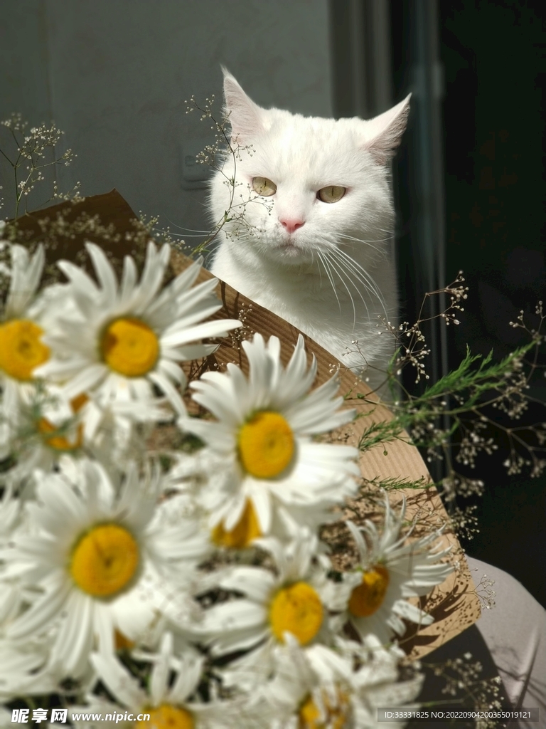 猫