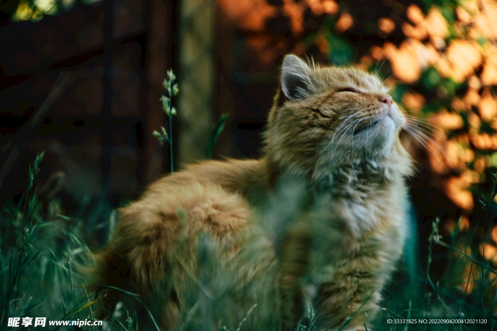 猫