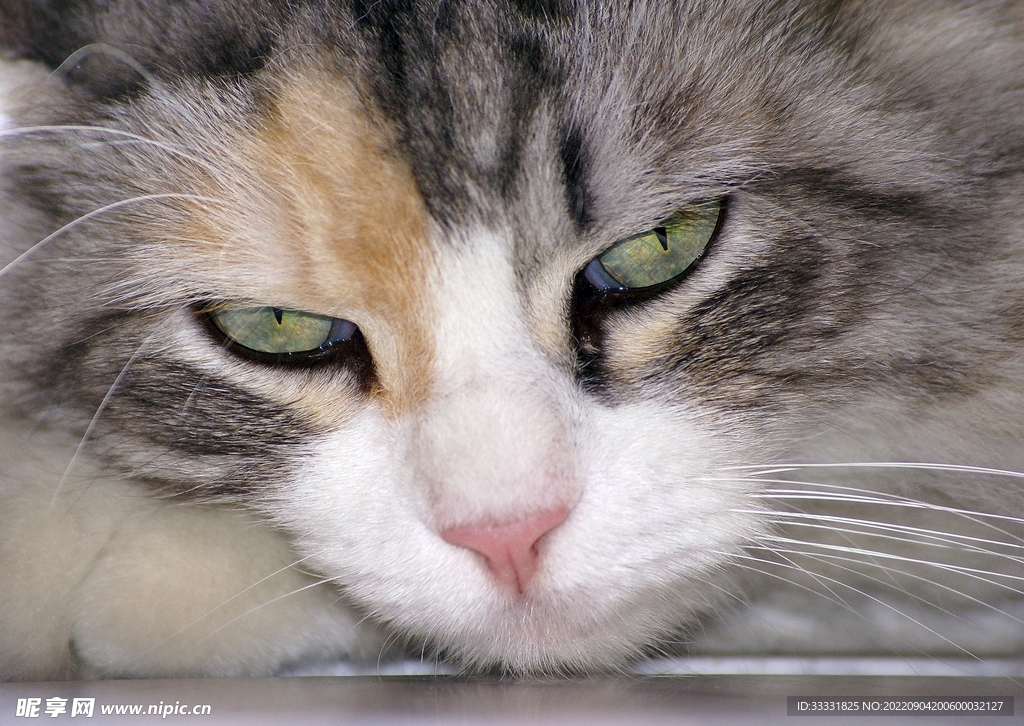 猫