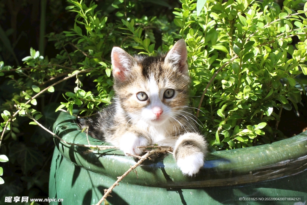 猫