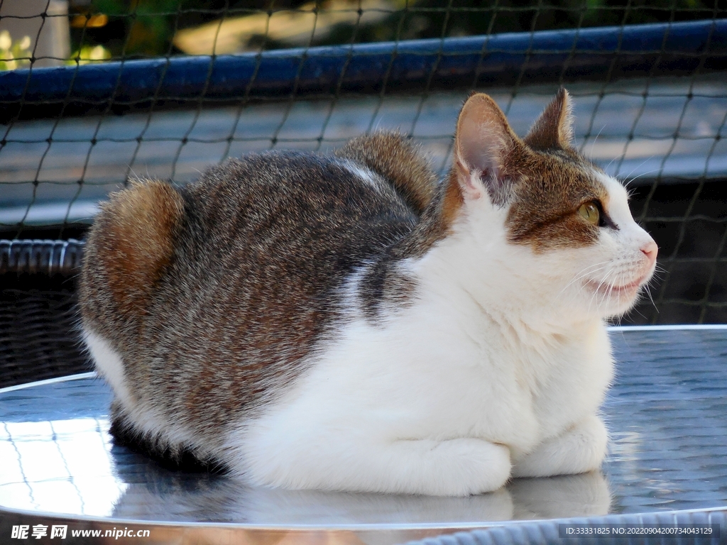 猫
