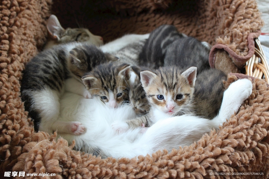 猫