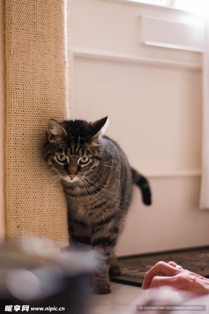 猫
