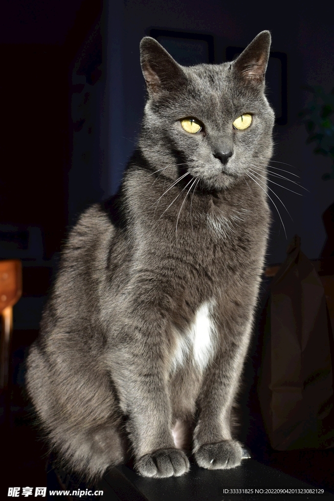 猫