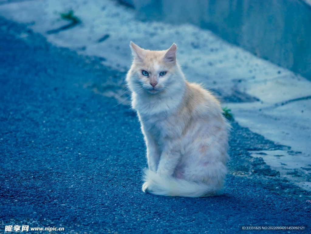 猫