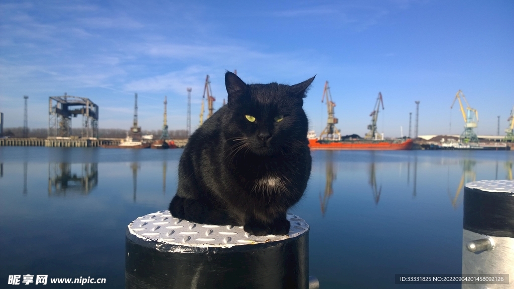 猫