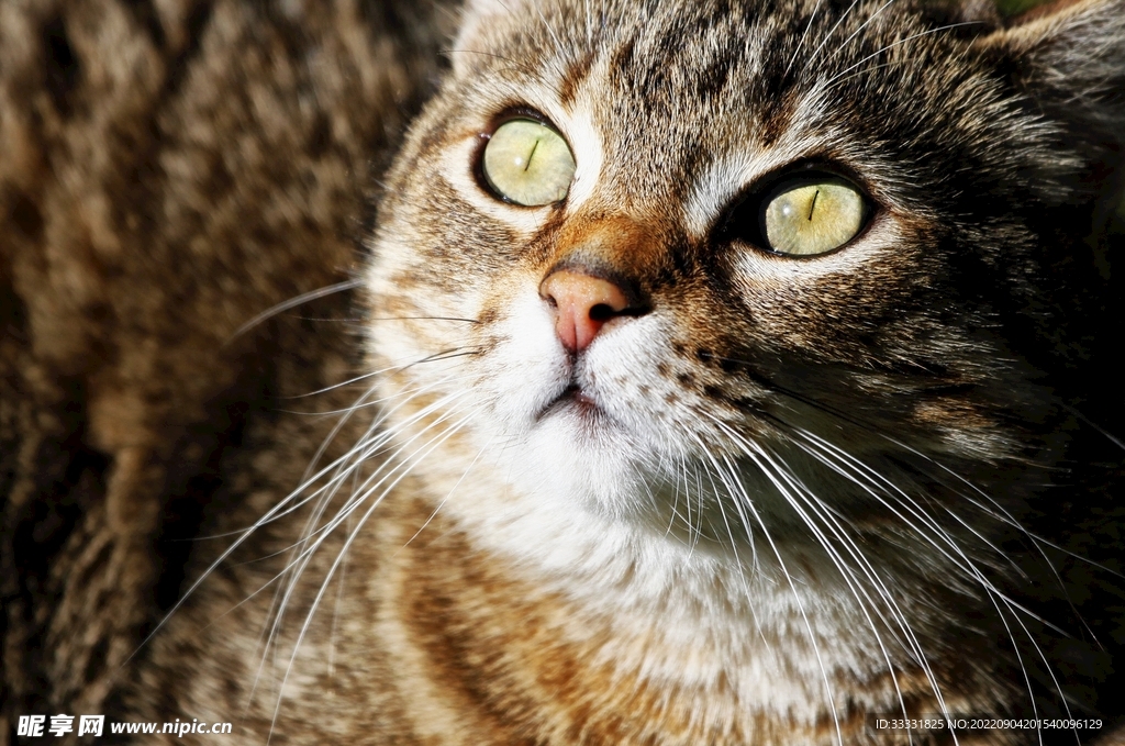 猫