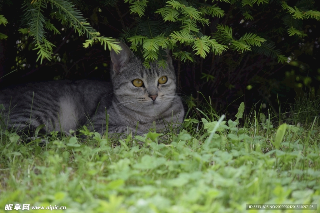 猫