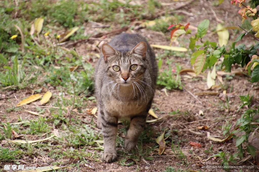 猫