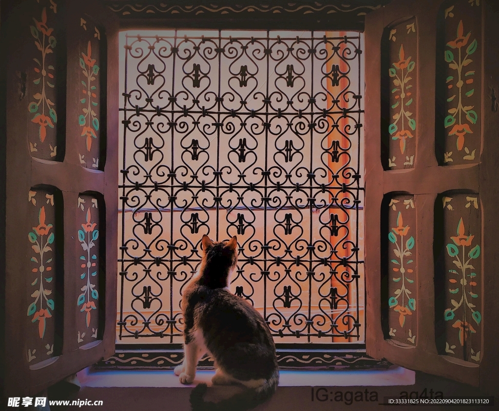 猫