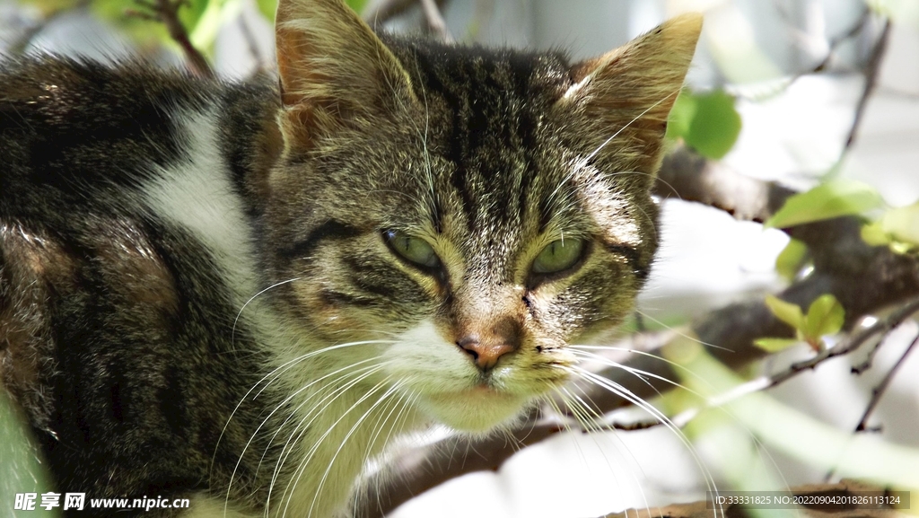 猫