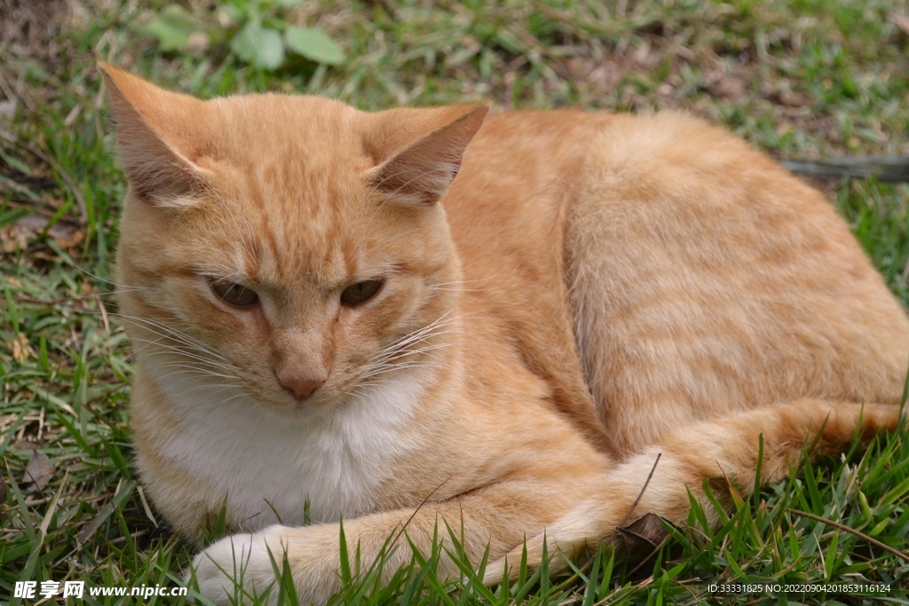 猫